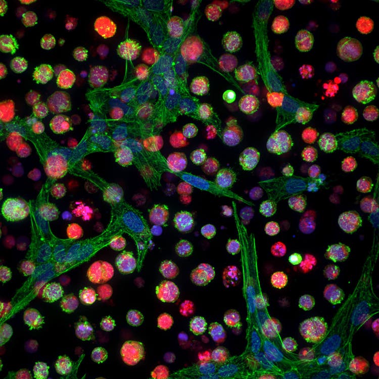 ImageXpress Micro Confocal Imaging System Danaher Life Sciences
