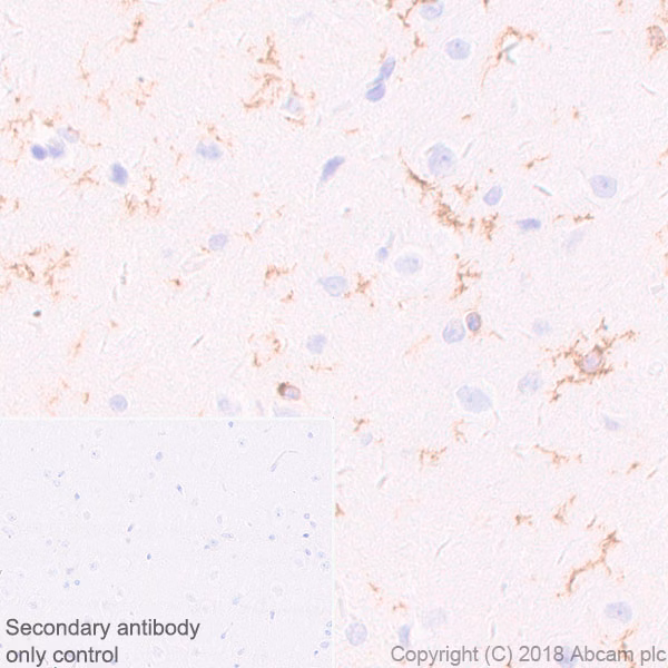 Immunohistochemical staining of CD11b in rat cerebrum tissue sections.