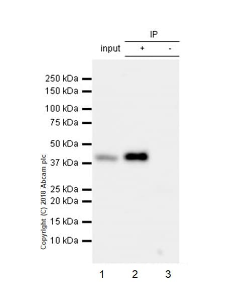 Anti-LINE-1 ORF1p antibody [EPR21844-108](AB216324)