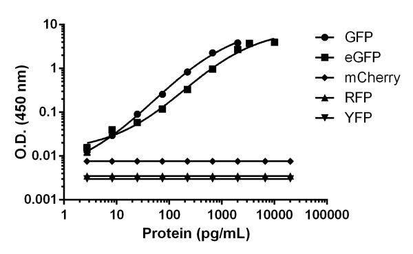 GFP cross-reactivity data showing the kit's specificity for GFP and eGFP, with no reactivity to mCherry, RFP, or YFP.