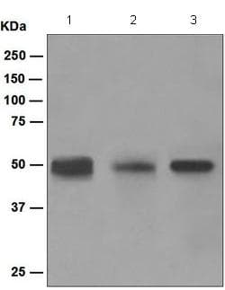 Tgf Beta 1 2 Antibody Epr5443 Ab124894  Western Blot Img118921