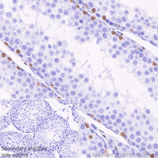 Immunohistochemistry showing anti-Wilms Tumor Protein antibody ab89901 staining in paraffin-embedded mouse testis tissue