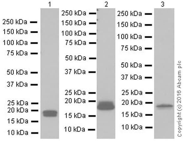 Anti-Claudin 3 antibody [EPR19971](AB214487)