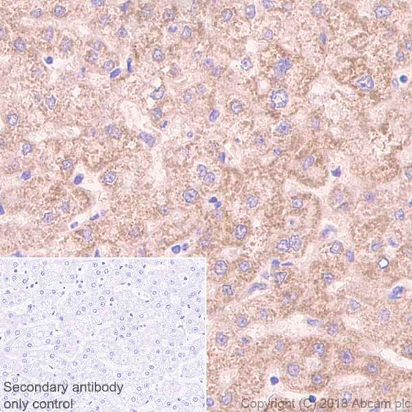 Anti-RENT1/hUPF1 antibody [EPR4681](AB109363)