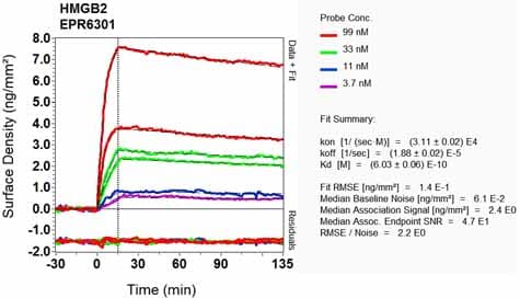 Hmgb2 Antibody Epr6301 Ab124670  Oi Rd Scanning Img95205