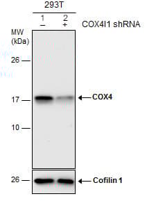 Anti-COX IV antibody - Mitochondrial Marker(AB153709)