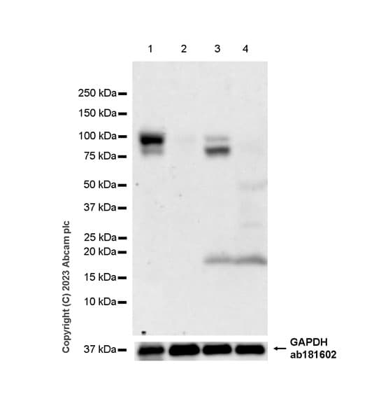 Sema4c Semai Antibody Epr27116 147 Ab312842  Western Blot Img417200