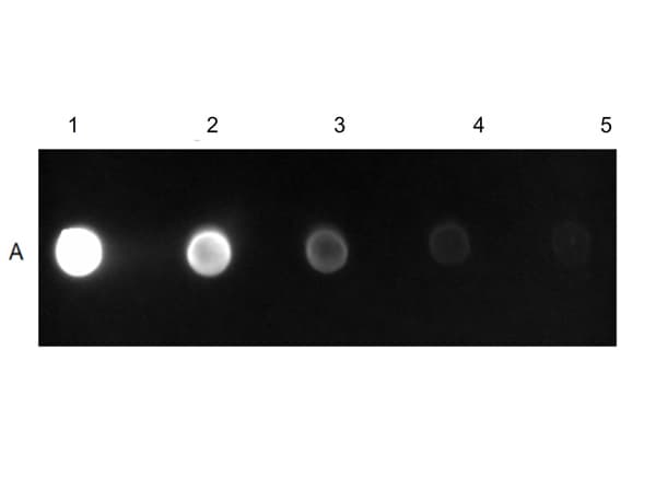 Goat Anti-Mouse IgG H&L (FITC)(AB6785)