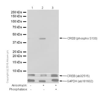 Anti-CREB (phospho S133) antibody [E113](AB32096)