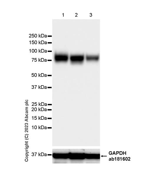 Limpii Antibody Epr26243 125 Ab314217  Western Blot Img421587