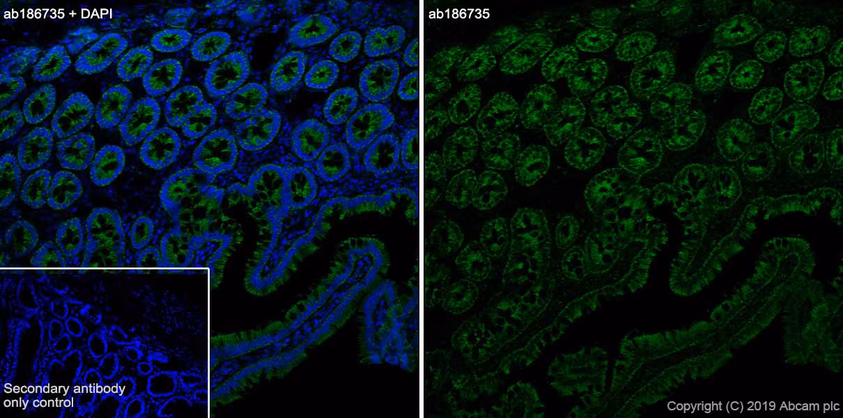 Immunohistochemistry (Frozen sections) analysis of rat small intestine tissue sections labeling TOMM20 with Purified ab186735 at 1/50 (1.9 µg/mL)