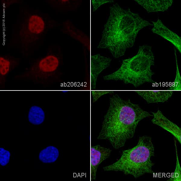 Alexa Fluor 647 Camkiv Antibody Ep2565ay Ab206242  Immunocytochemistry Immunofluorescence Img108623