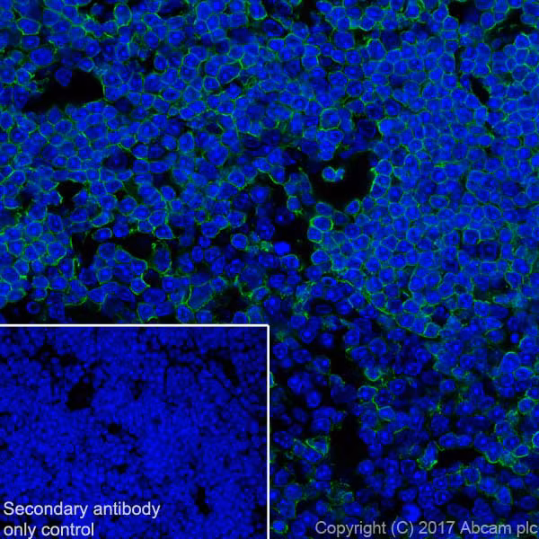 Immunohistochemical staining of mouse thymus tissue labeling CD8 alpha with ab217344.