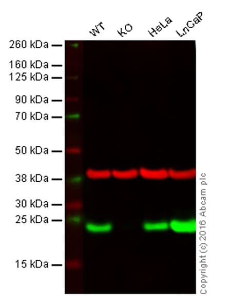 Peroxiredoxin 2 Prp Antibody Epr5155 Ab133481  Western Blot Img12406