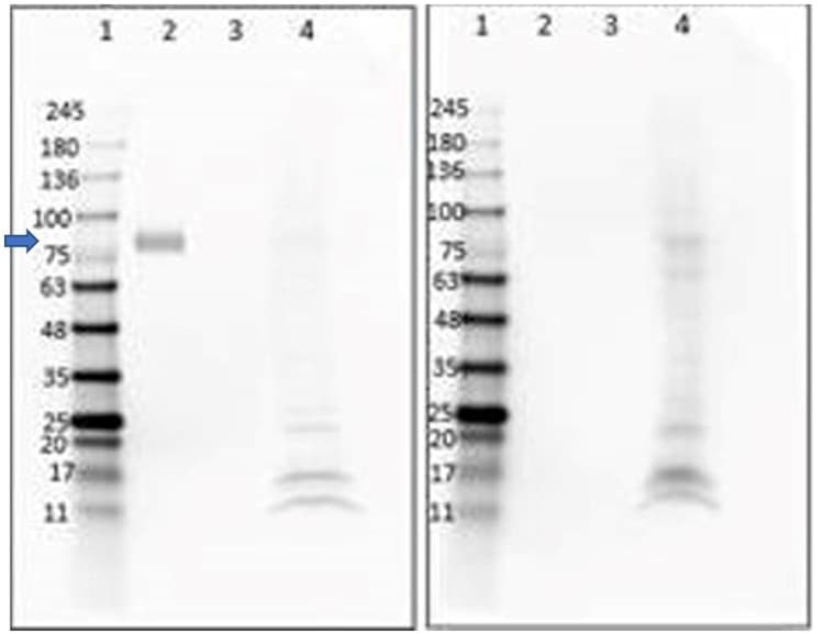Anti-Digoxigenin antibody [DIG44](AB288749)