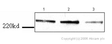 Anti-Dicer antibody [13D6] - ChIP Grade(AB14601)