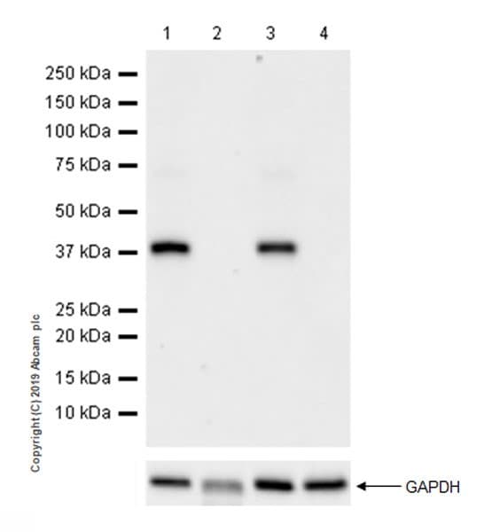 Anti-DMC1 antibody [EPR23207-130](AB245217)