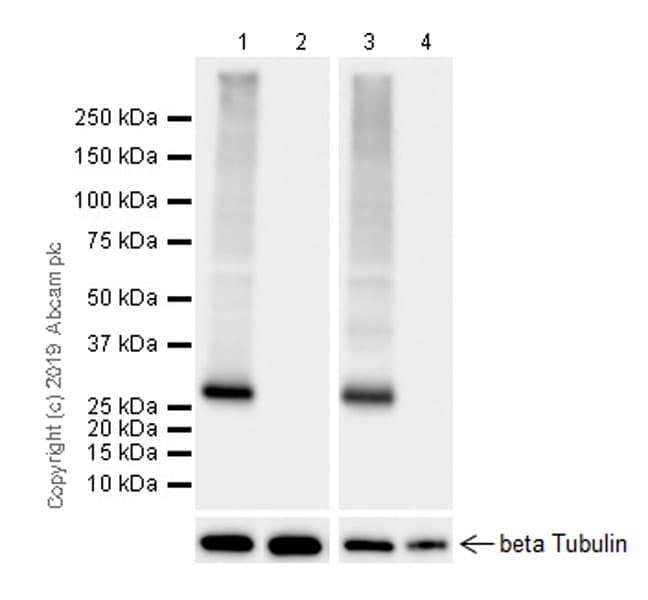 Anti-UCP1 antibody [EPR23004-34](AB234430)