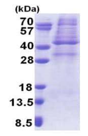 Recombinant Human AMPK gamma 1 protein (denatured)(AB171672)