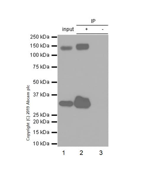 Anti-Pan Trk antibody [EPR17341-4](ab246551)