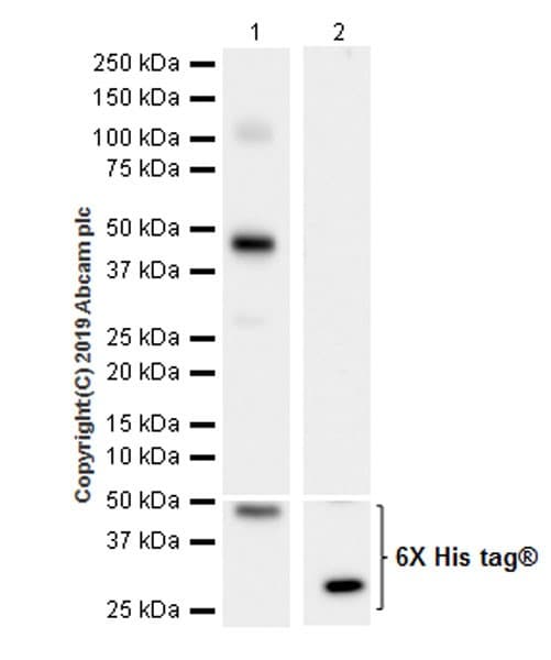 Anti-LRP5 antibody [EPR22477-218](AB223203)