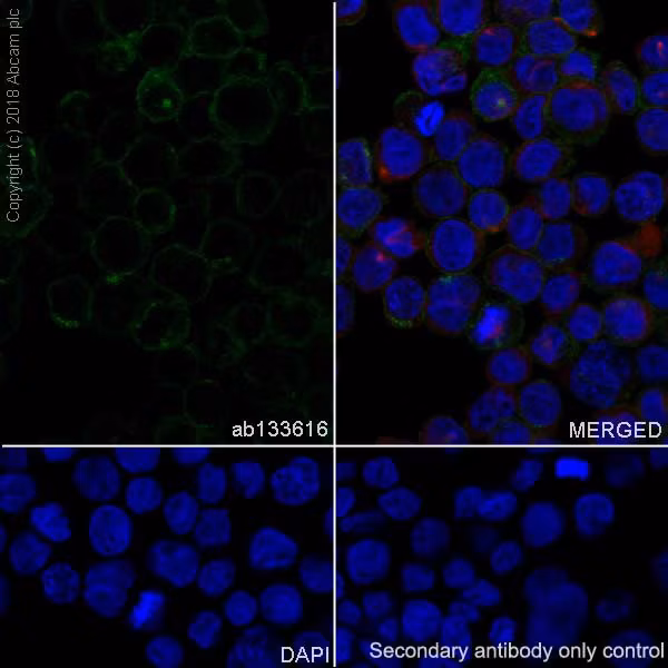 Immunocytochemistry analysis of THP-1 cells labeling CD4 with antibody ab133616 (1/100 dilution).