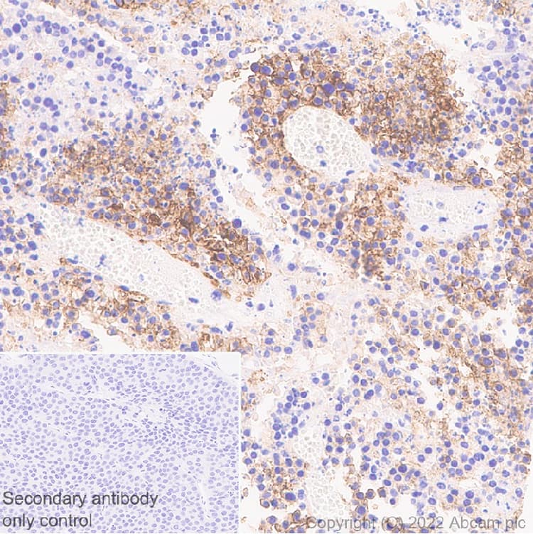 Anti-CD98 antibody [EPR27111-83] - BSA and Azide free(AB303511)