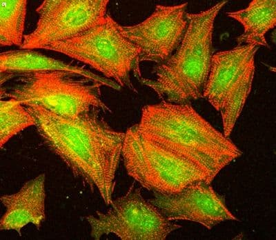 Anti-AKT1 (phospho S473) antibody(ab8932)