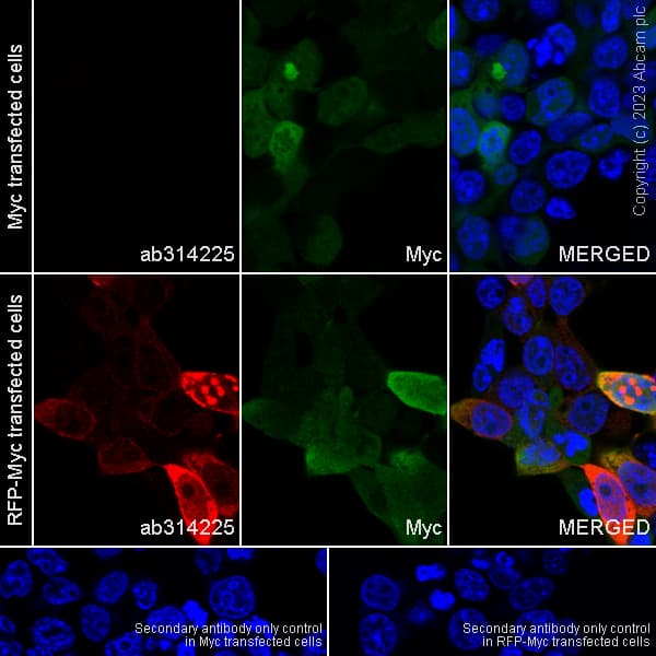 Goat Anti-Rabbit IgG H&L (Alexa Fluor® 647)(AB150079)