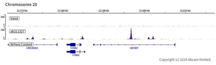 Anti-MASH1/Achaete-scute homolog 1 antibody [EPR19840](AB211327)