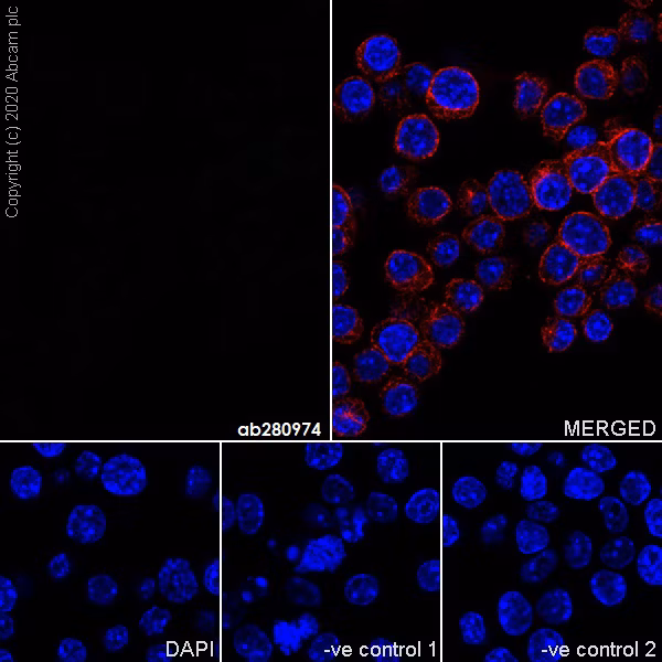 Immunocytochemistry/ Immunofluorescence - Goat Anti-Mouse IgG H&L (Alexa Fluor® 488) (ab150113)