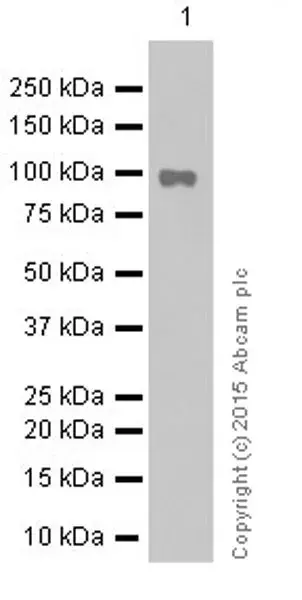 Anti-STAT6 antibody [YE361](AB32520)