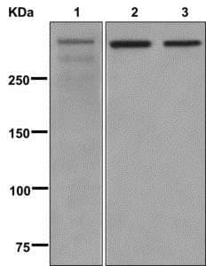 Anti-53BP1 antibody [EPR2172(2)](AB175933)
