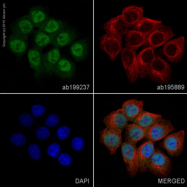 Alexa Fluor 488 Mlh1 Antibody Epr3894 Ab199237  Immunocytochemistry Immunofluorescence Img106431