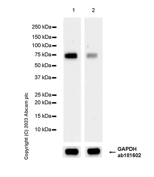 Anti-METTL16 antibody [EPR27236-78](AB313743)