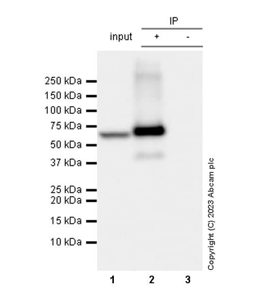 Anti-Tyrosine Hydroxylase antibody [RM1085](AB315252)