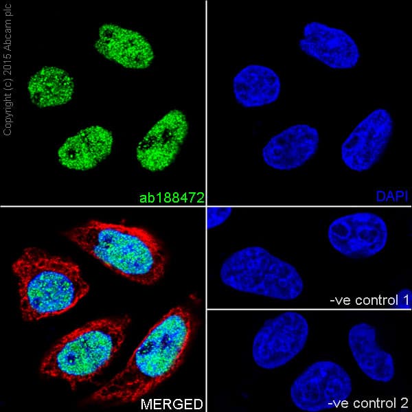 Gatad2a Antibody Epr18252 Ab188472  Immunocytochemistry Immunofluorescence Img54443