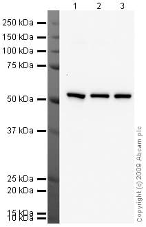 Anti-alpha Tubulin antibody - Loading Control(AB4074)