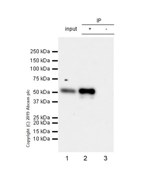 Anti-RUNX2 antibody [EPR22858-106] - ChIP Grade(AB236639)