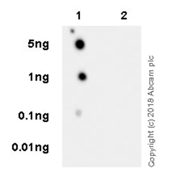 Anti-Tau (phospho T181) antibody [EPR22064](AB223192)