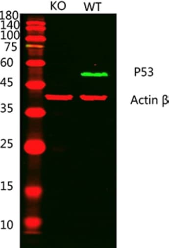 Anti-p53 antibody(AB131442)