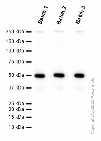Western blot - Anti-PRAME antibody [EPR20330] (ab219650)