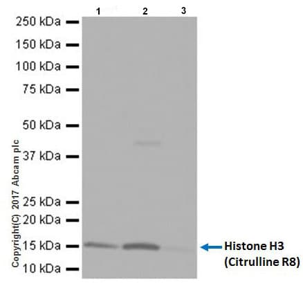 Anti-Histone H3 (citrulline R8) antibody [EPR20358-13] - BSA and Azide free(AB232939)