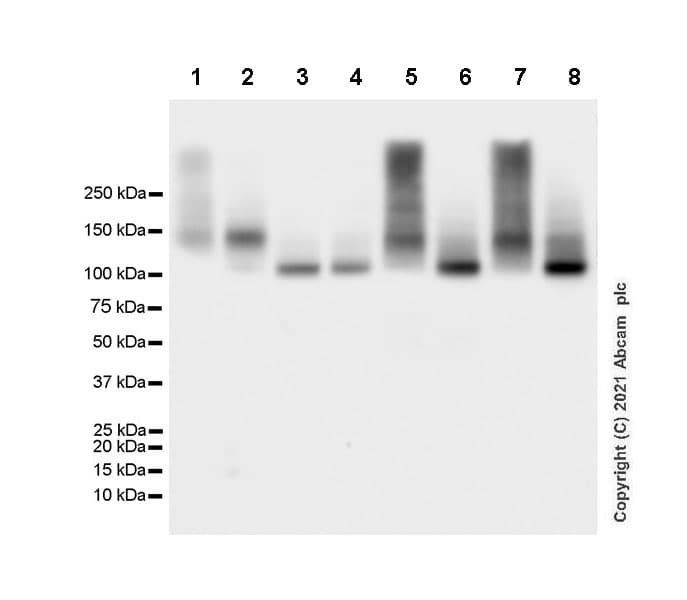 Anti-Sodium Potassium ATPase antibody [EP1845Y] - Rat IgG2a (Chimeric)(AB283345)