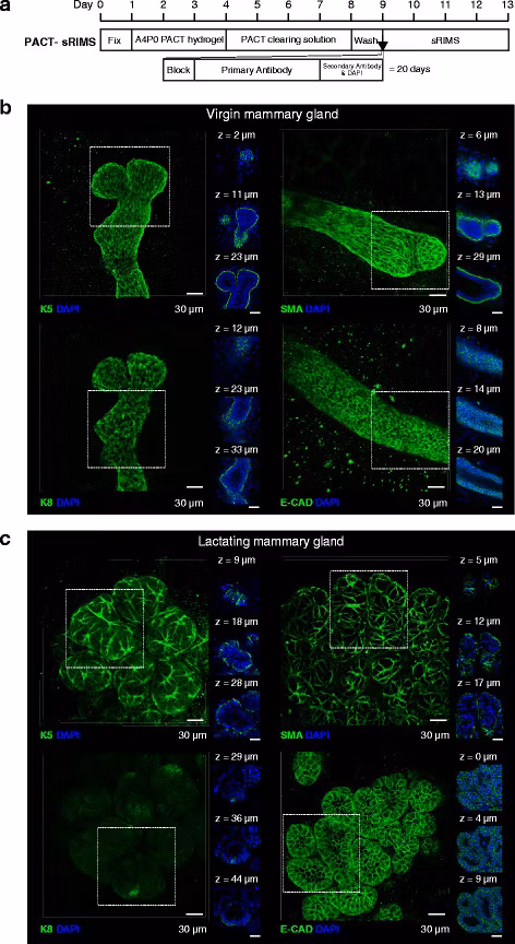 Passive CLARITY technique (PACT)-sorbitol refractive index matching solution (sRIMS) clearing and 3D imaging of virgin and lactating mouse mammary tissue.