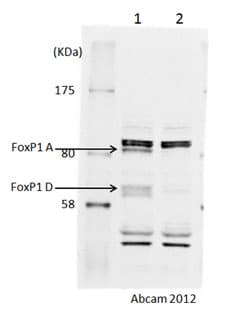 Anti-FOXP1 antibody(AB16645)