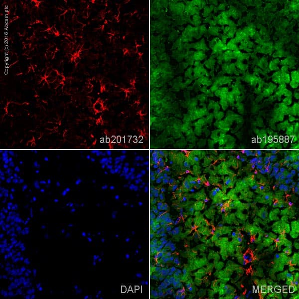 Alexa Fluor® 594 Anti-GFAP antibody [EPR1034Y](AB201732)