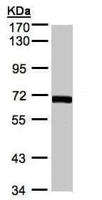 Anti-COASY antibody(AB227272)