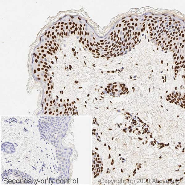IHC image of ds DNA staining in a section of formalin-fixed paraffin-embedded normal human skin* performed on a Leica BONDTM system using the standard protocol F