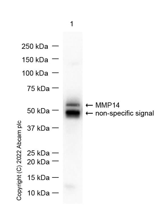 Anti-MMP14 antibody [EP1264Y](AB51074)
